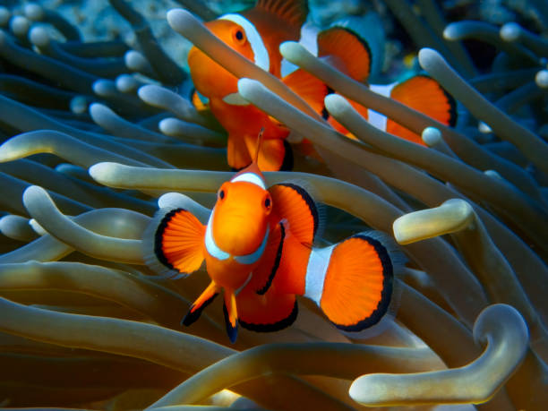 Dreamy coral reef and its animals