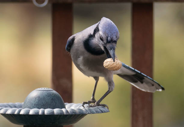 istock Bluejay finds a peanut on the bird bath 1388393071