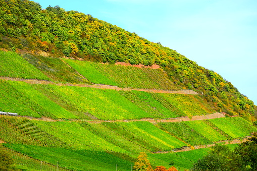 steep autumn vineyards in Mosel valley