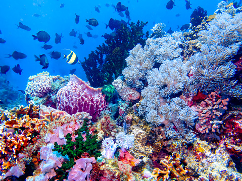 Dreamy coral reef and fishes