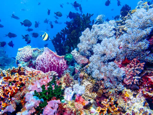 Photo of Dreamy coral reef and its animals