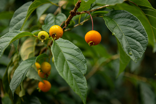 Image of the guabiroba fruit (Campomanesia xanthocarpa) on a branch of the tree in the Mata Atlantica forest