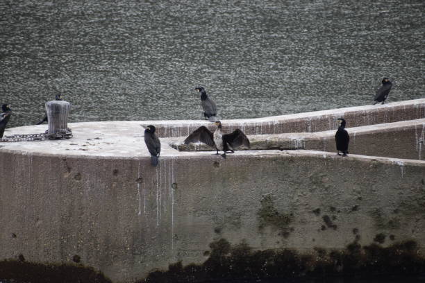 cormorant colony at their buffet, the fish stairway