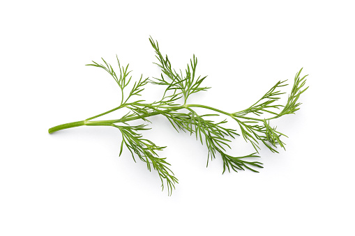 Dill isolated on white