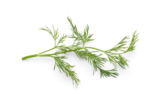 Dill stock photo