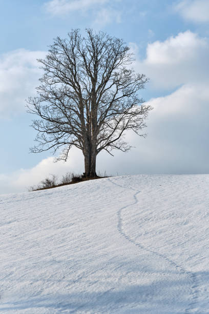 istock Loneliness and hope concepts 1388396253