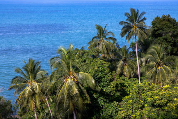 istock Coconut trees on the sandy beach against a beautiful blue sea background. 1388396365