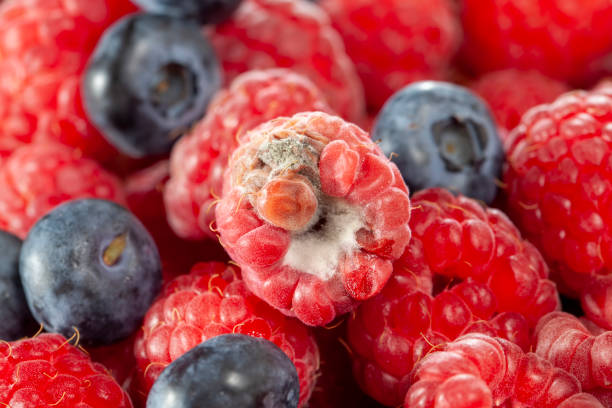 istock mold-covered ripe raspberries, close up 1388396662