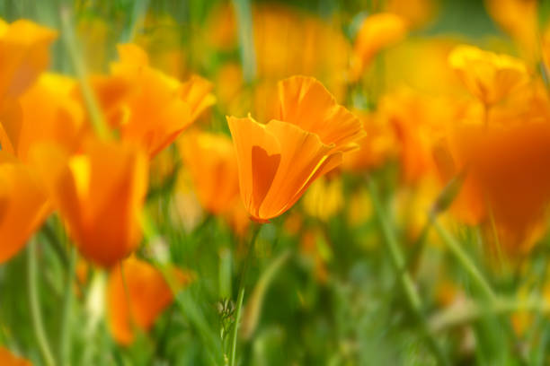 istock California poppies bloom in spring 1388397794