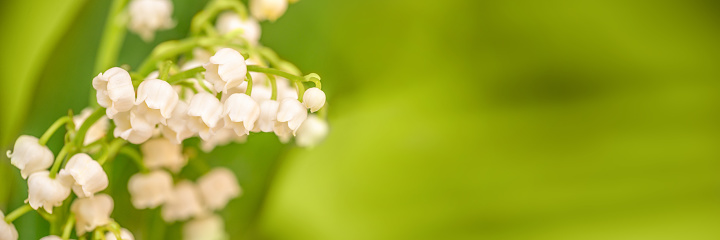 Lily of the valley flower close up, green nature panoramic background. May 1st, May Day web banner