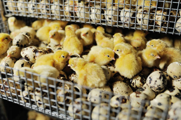 newborn hatched quail Chicks close up in an incubator newborn hatched quail Chicks close up in an incubator on a poultry farm battery hen stock pictures, royalty-free photos & images