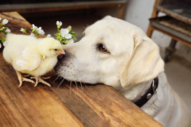 chien labrador retriever regarde avec intérêt et renifle un poussin de poulet sur une table en bois sur le fond d’une branche en fleurs - easter chicks photos photos et images de collection