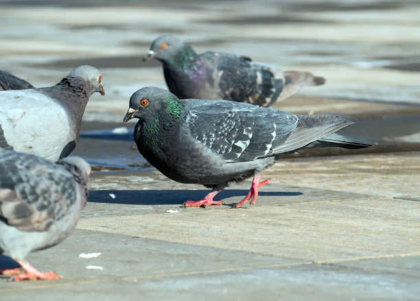 istock Pigeons graze on the sidewalk. City birds. 1388398343