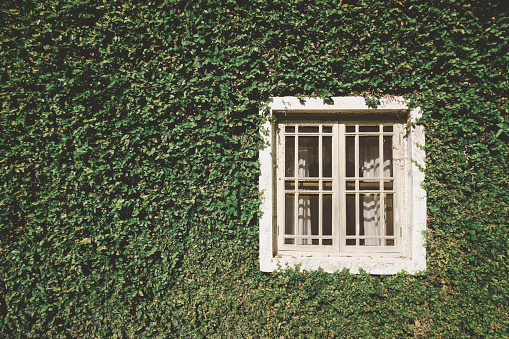 Window on the grass, ivy growing on the wall. Ecology and green living in city, urban environment concept. Thailand.