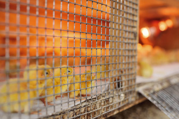 small chickens or quail are drinking water from a watering can on a poultry farm close up