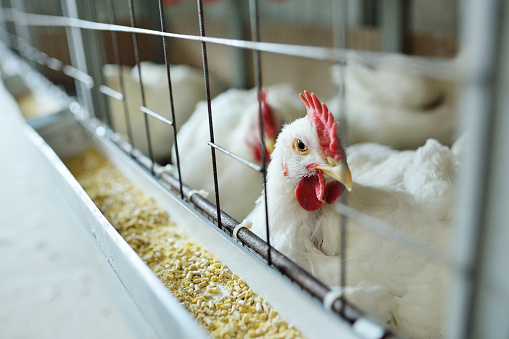 pollos de pollo asador comen alimentos de cerca en una granja avícola photo