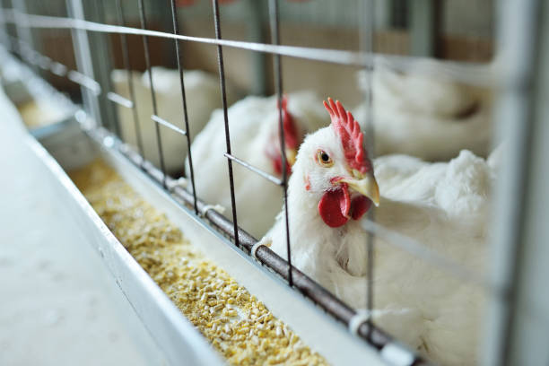 les poulets de chair mangent des aliments en gros plan sur une ferme de volaille - volaille domestique photos et images de collection