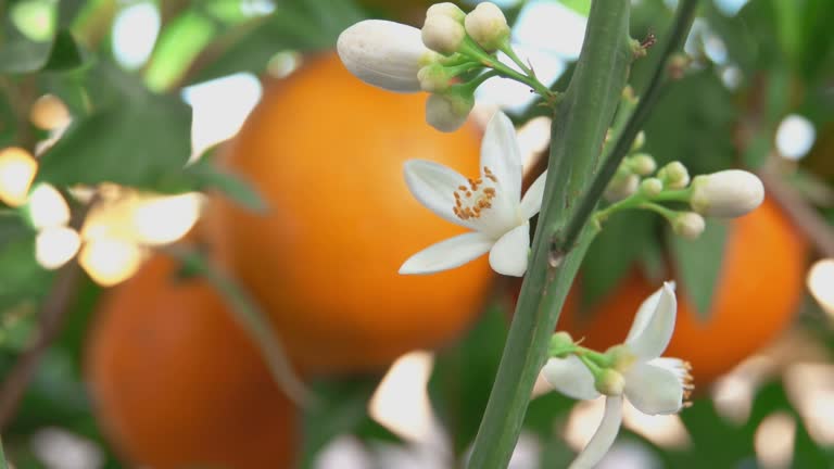 White orange fragrant flower is blooming on the branch of the green citrus tree