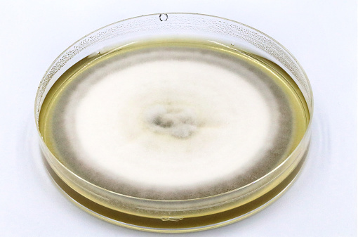 Microbiological culture plate with a big colony of a fungus
