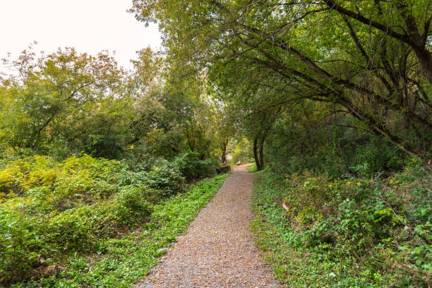 istock Deserted tree lined riverbank path in a park in autumn 1388400995