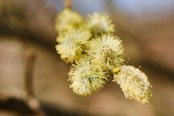 Beautiful blooming Salix willow close up detail in Spring
