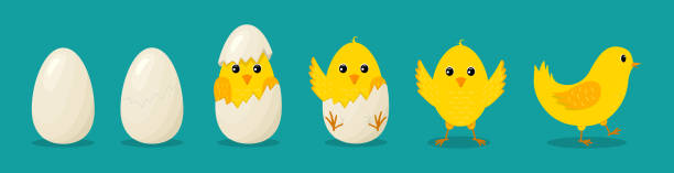 курица из яйца. пасхальные куры. птенец вылупляется из треснувшего яйца. милые птички с характером. желтые пасхальные птенцы изолированы. н� - easter remote blue cute stock illustrations