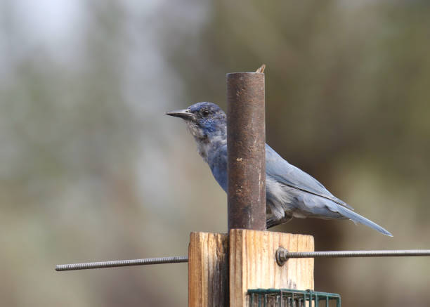 Pinyon Jay (gymnorhinus cyanocephalus) perched on a bird feeder Pinyon Jay (gymnorhinus cyanocephalus) perched on a bird feeder pinyon jay stock pictures, royalty-free photos & images