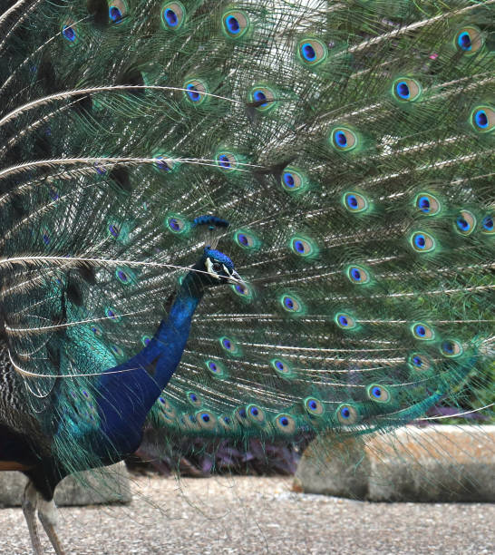 istock Indian Peafowl (pavo cristatus) with it's feathers blowing forward 1388403507