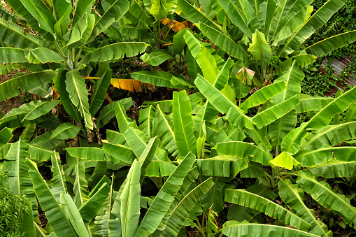 Close up banana trees