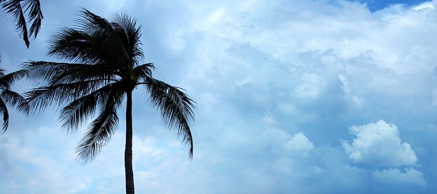 Coconut palm trees over cloudy sky