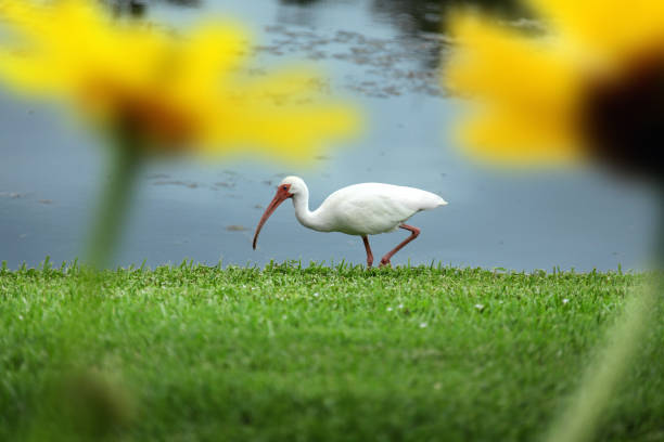 American white ibis by lakeside in Florida