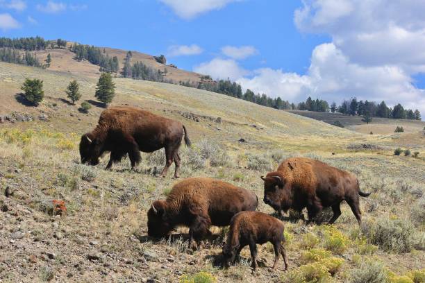istock Yellowstone National Park Bison Roaming The Land 1388404936