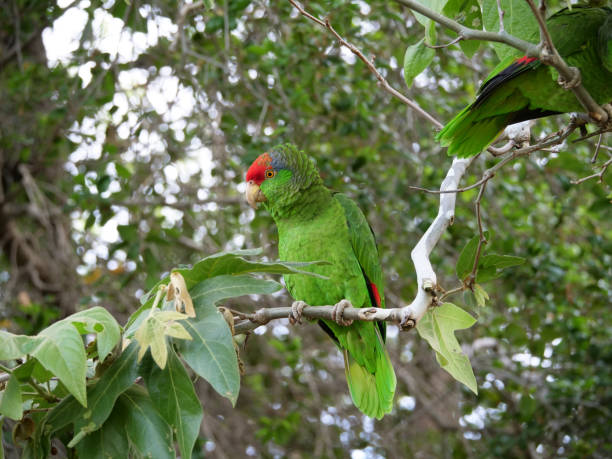 A Red-crowned amazon parrot standing on sycamore tree branch. stock photo