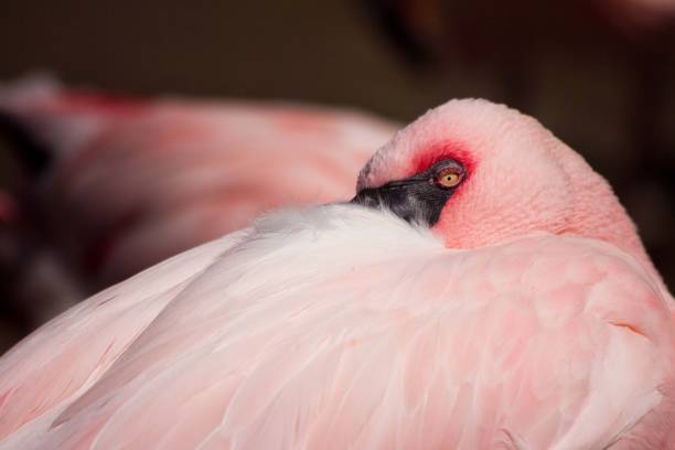 Zoo Animals Pink Flamingo Close Up