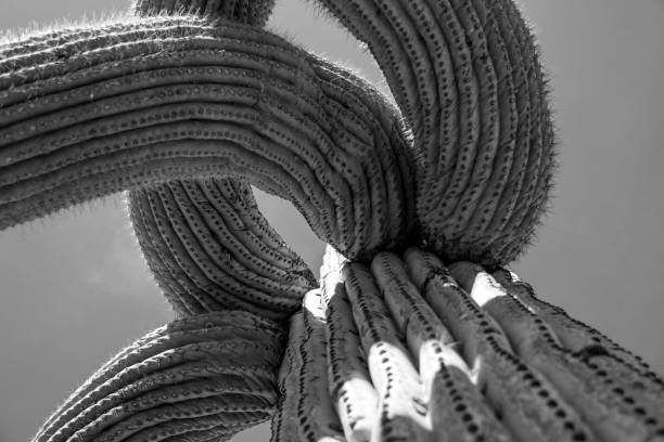 Black and white Photography