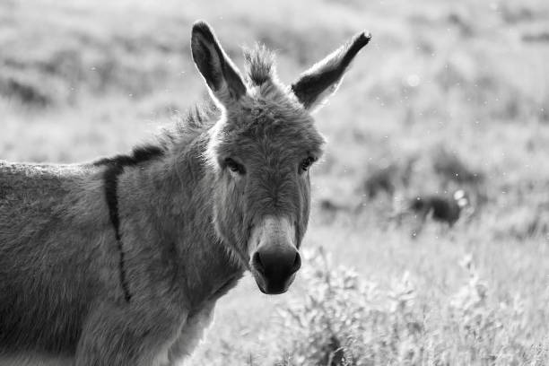 istock Farm Animal Young Donkey Photos 1388405219