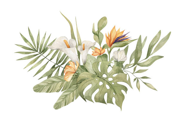 ilustraciones, imágenes clip art, dibujos animados e iconos de stock de ramo de flores de acuarela - alcatraces de colores