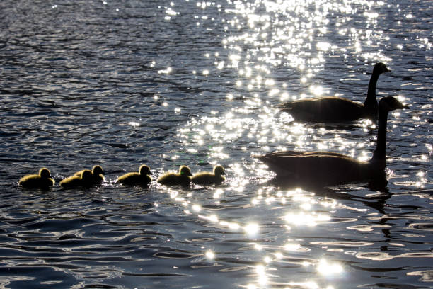 istock Mother Canadian Goose with Babies 1388405324