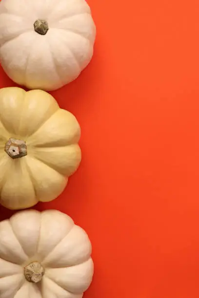 Pretty white and yellow pumpkins on the orangebackground.Vertical photography with copy space for text.