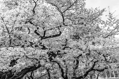 Bursting Cherry tree blossoms in Seattle, Washington.