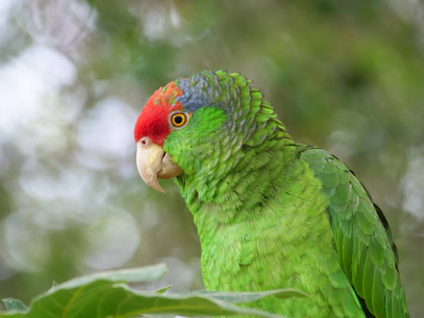 Red-crowned amazon close-up stock photo