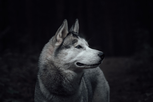 Animal portrait of wild dog like a wolf in the forest. Huski in the natural, black and white photography. Dark majestic atmosphere of fairy tale.