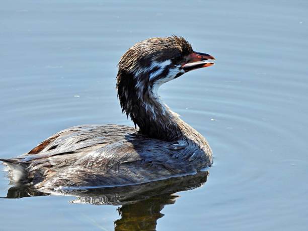 istock Pied-billed Grebe (Podilymbus podiceps) -juvenile  in a lake 1388406801