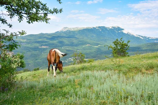 pferd weidet in den bergen, braunes pferd, braunes pferd frisst gras - horse panoramic scenics prairie stock-fotos und bilder
