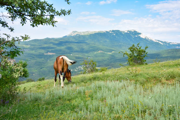 山で放牧する馬、茶色の馬、草を食べる茶色の馬 - horse panoramic scenics prairie ストックフォトと画像