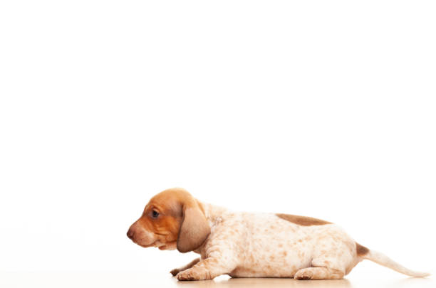 istock image of dog white background 1388408141
