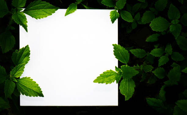 istock Design Creative layout with green leaf and white paper card note for use. 1388409333