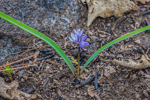 Blue Dicks - Dichelostemma capitatum ssp capitatum.  Dichelostemma capitatum called Blue dicks, Purplehead and Brodiaea. Yosemite National Park in the Sierra Nevada Mountains of California. Asparagaceae.