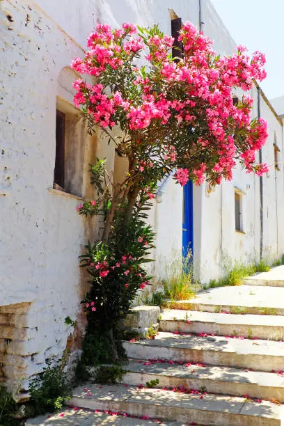 Photo of One of the charms of the Greek islands of the Cyclades (here, the island of Tinos), in the heart of the Aegean Sea, are the narrow streets: white houses, small flowered balconies and cobbled stairs
