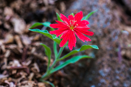 Silene laciniata is a perennial herb in the Pink family (Caryophyllaceae), called Fringed Indian Pink, Cardinal Catchfly and California Indian Pink. Yosemite National Park in the Sierra Nevada Mountains of California